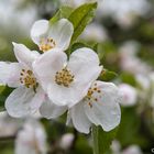 Apfelbaumblüte 2017