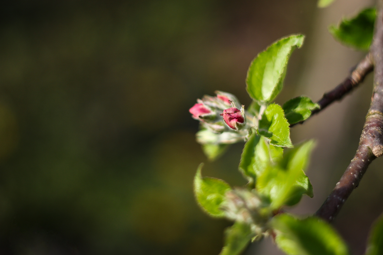 Apfelbaumblüte