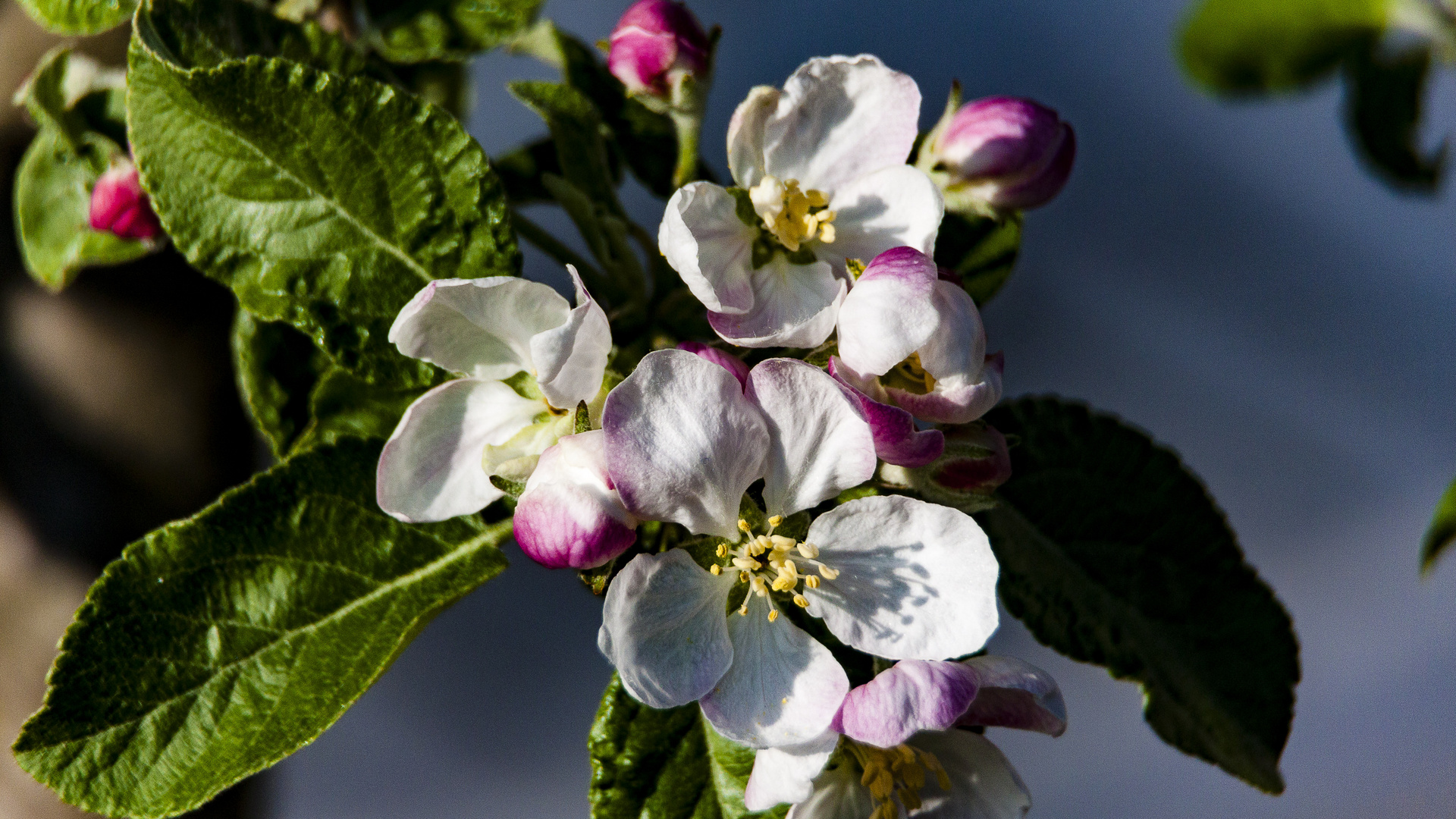 Apfelbaumblüte