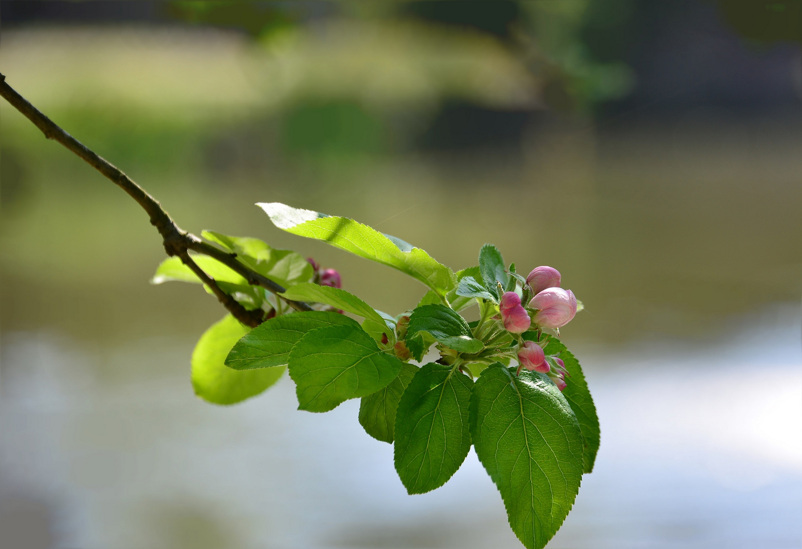 Apfelbaumblüte