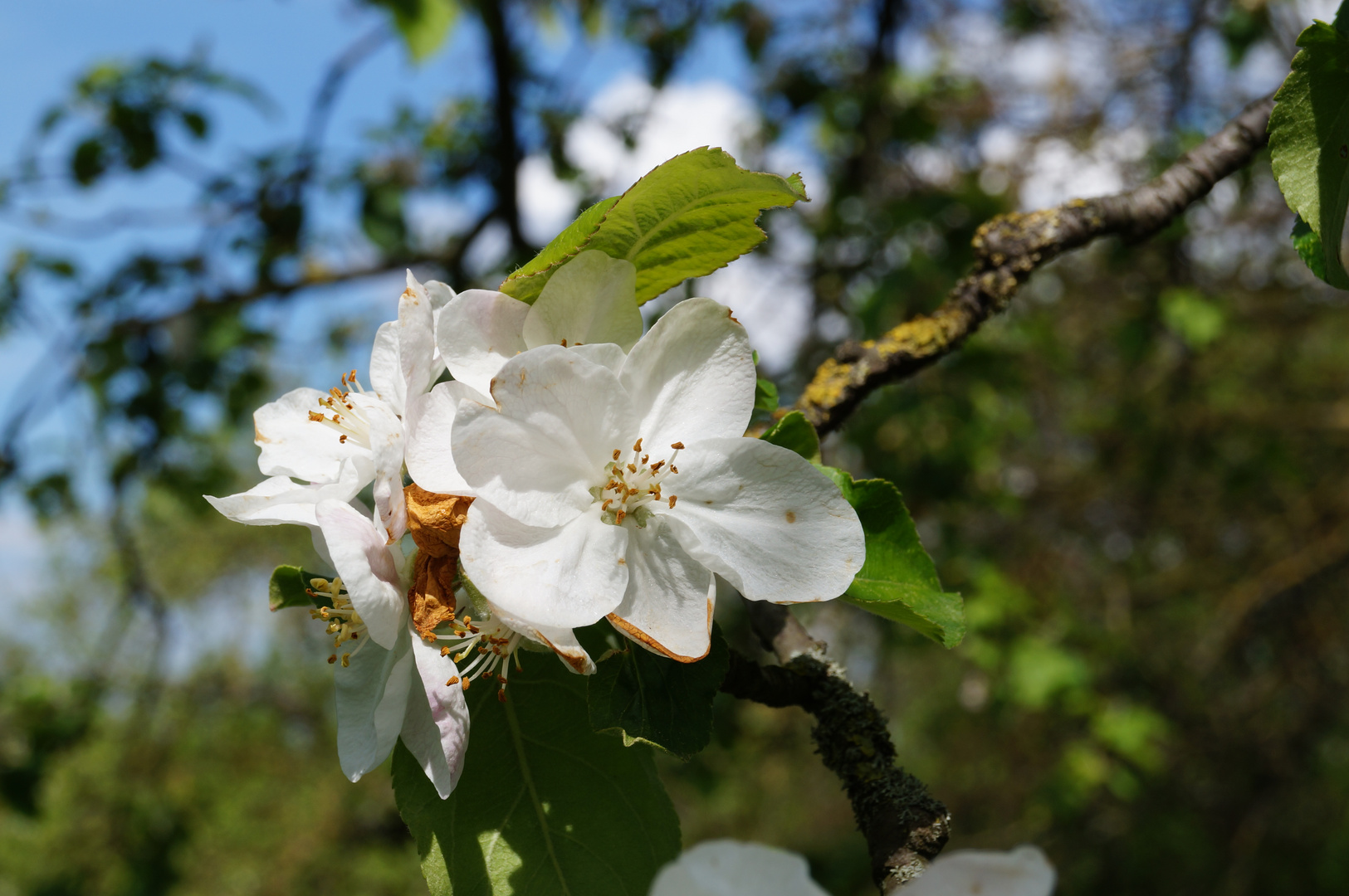 Apfelbaumblüte #3