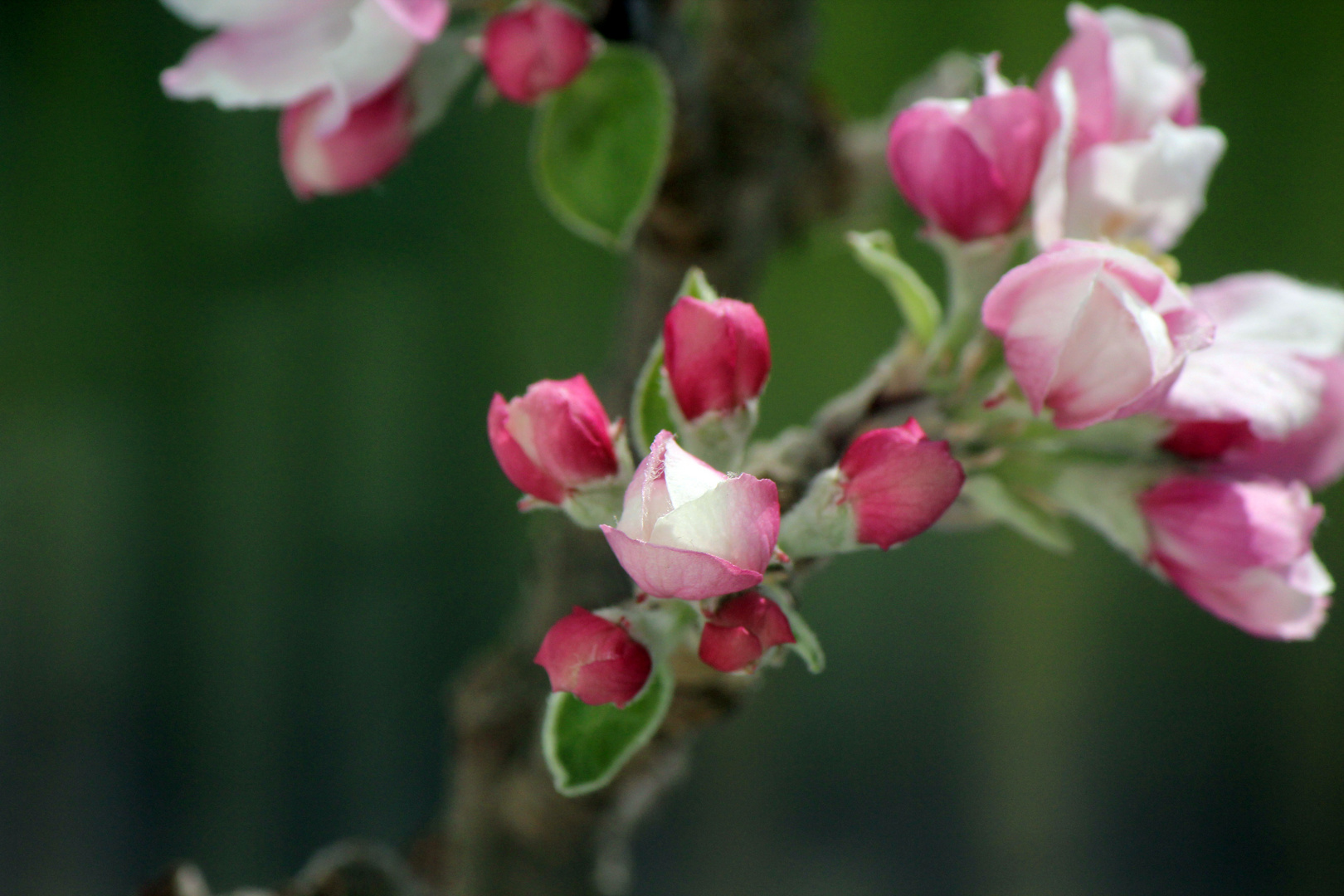 Apfelbaumblüte