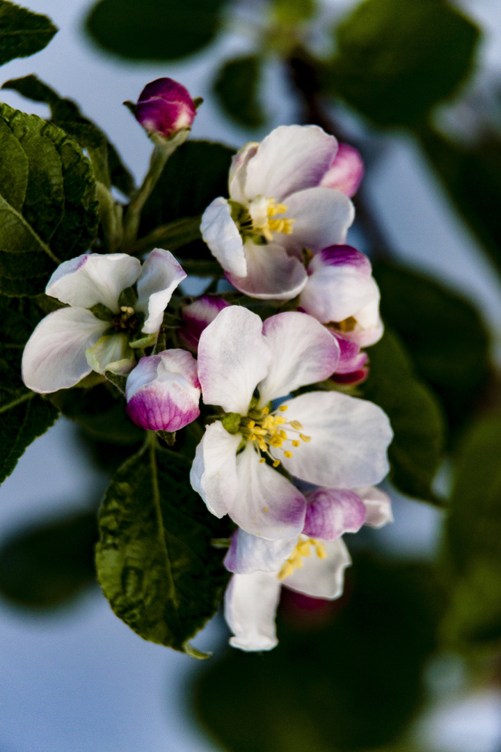 Apfelbaumblüte