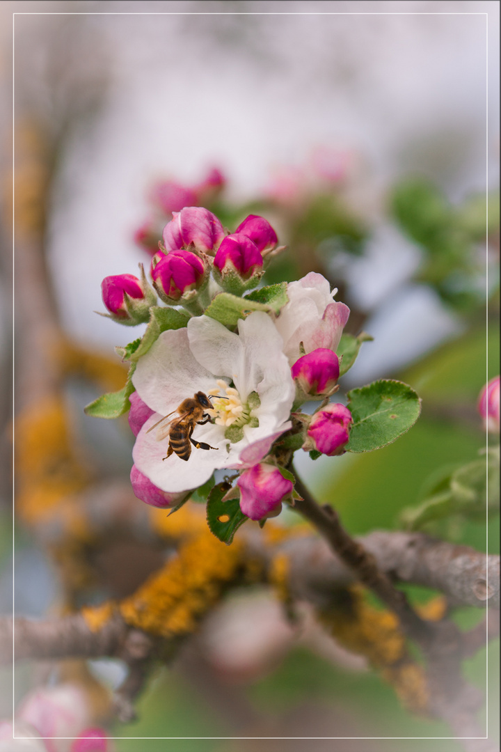 Apfelbaumblüte