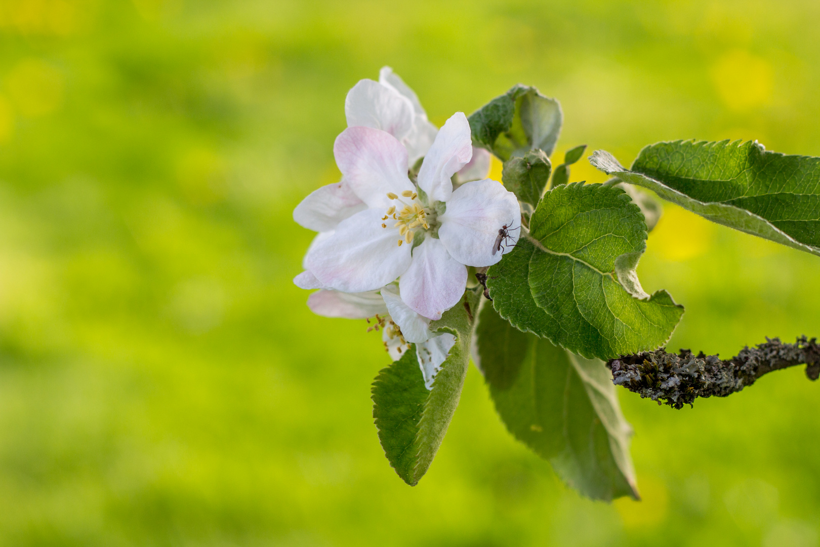 Apfelbaumblüte