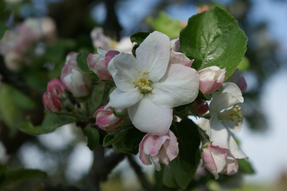 Apfelbaumblüte