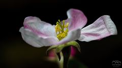 *** Apfelbaumblüte *** 