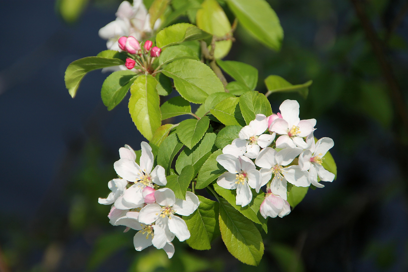 Apfelbaumblüte