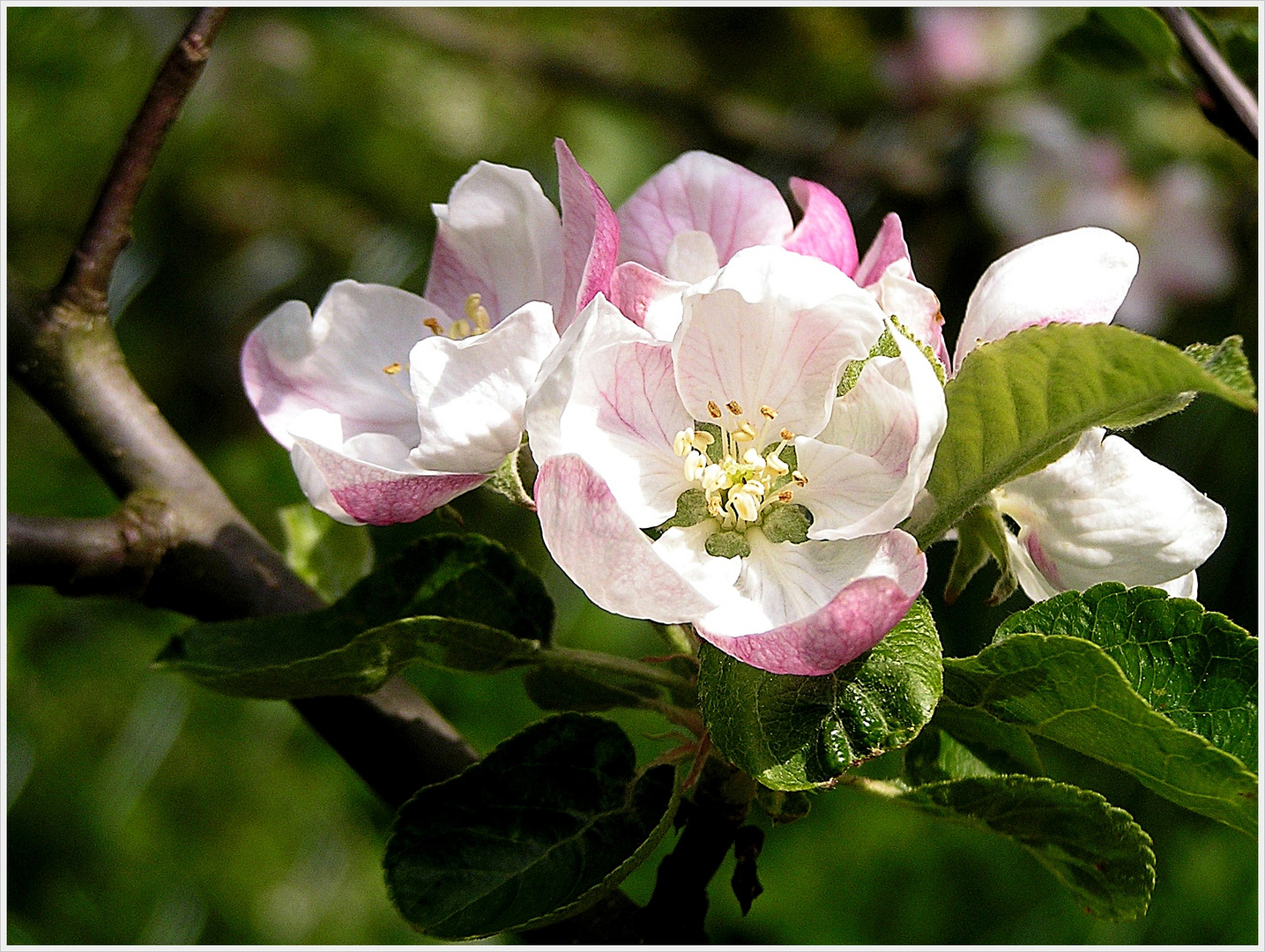 Apfelbaumblüte