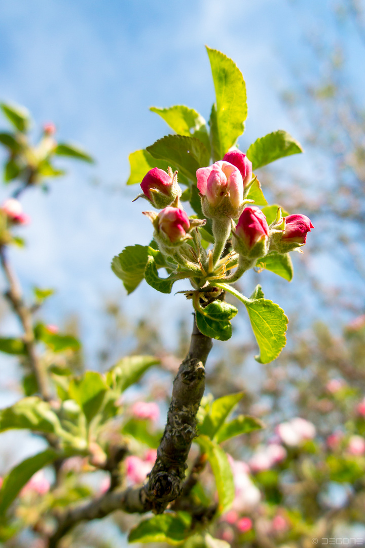 Apfelbaumblüte