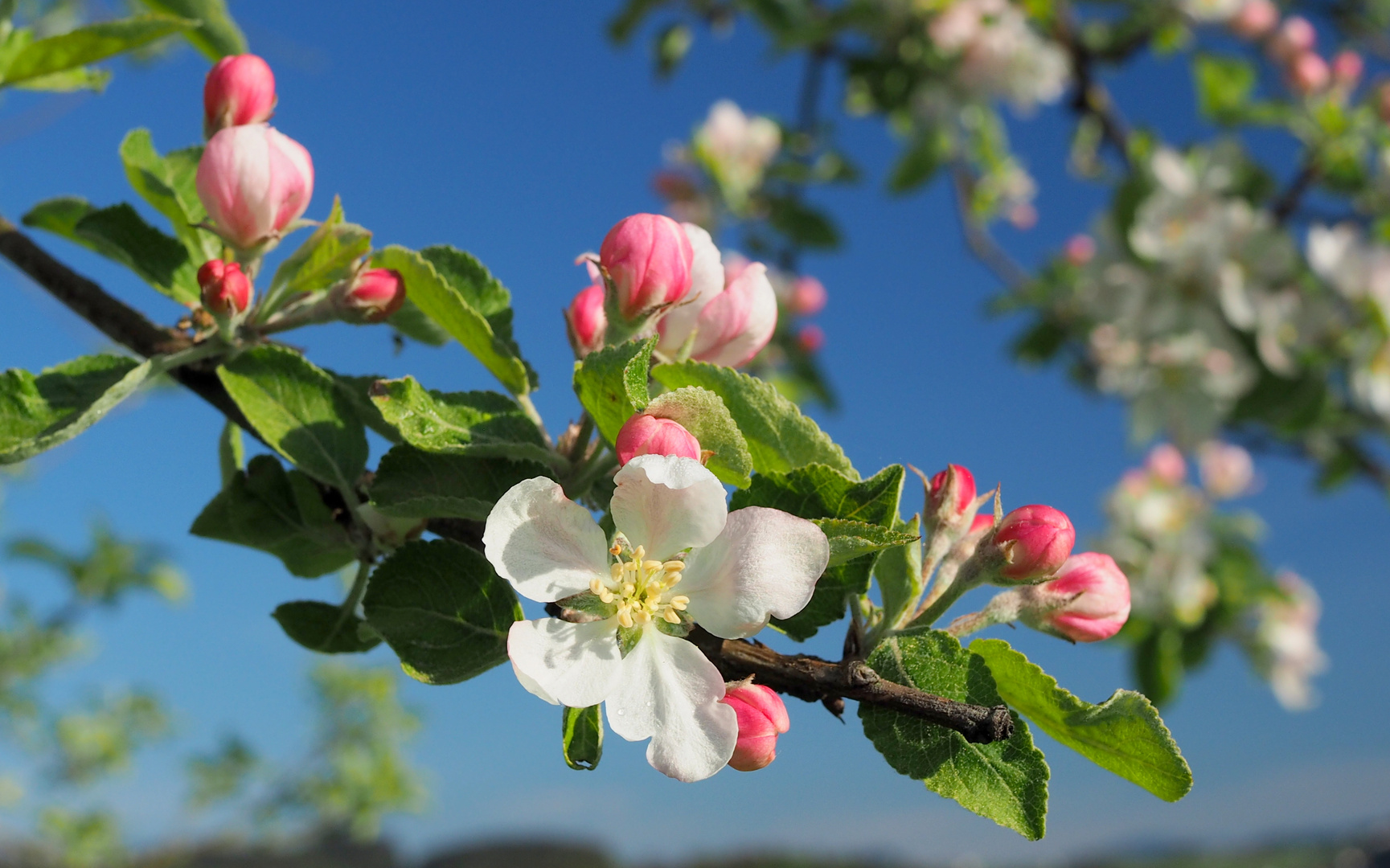 Apfelbaumblüte