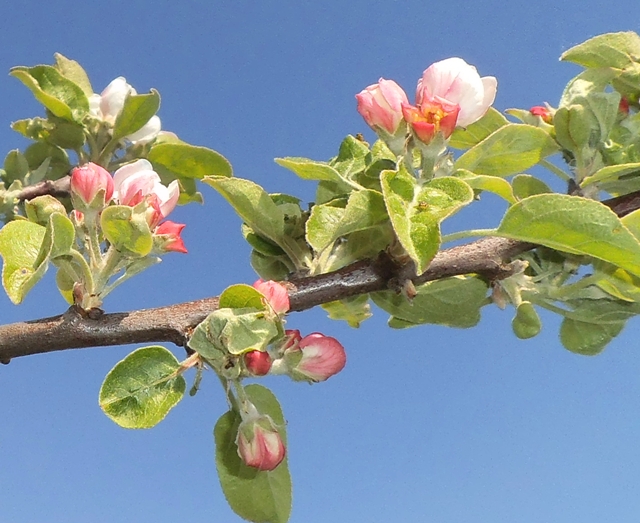 Apfelbaumblüte