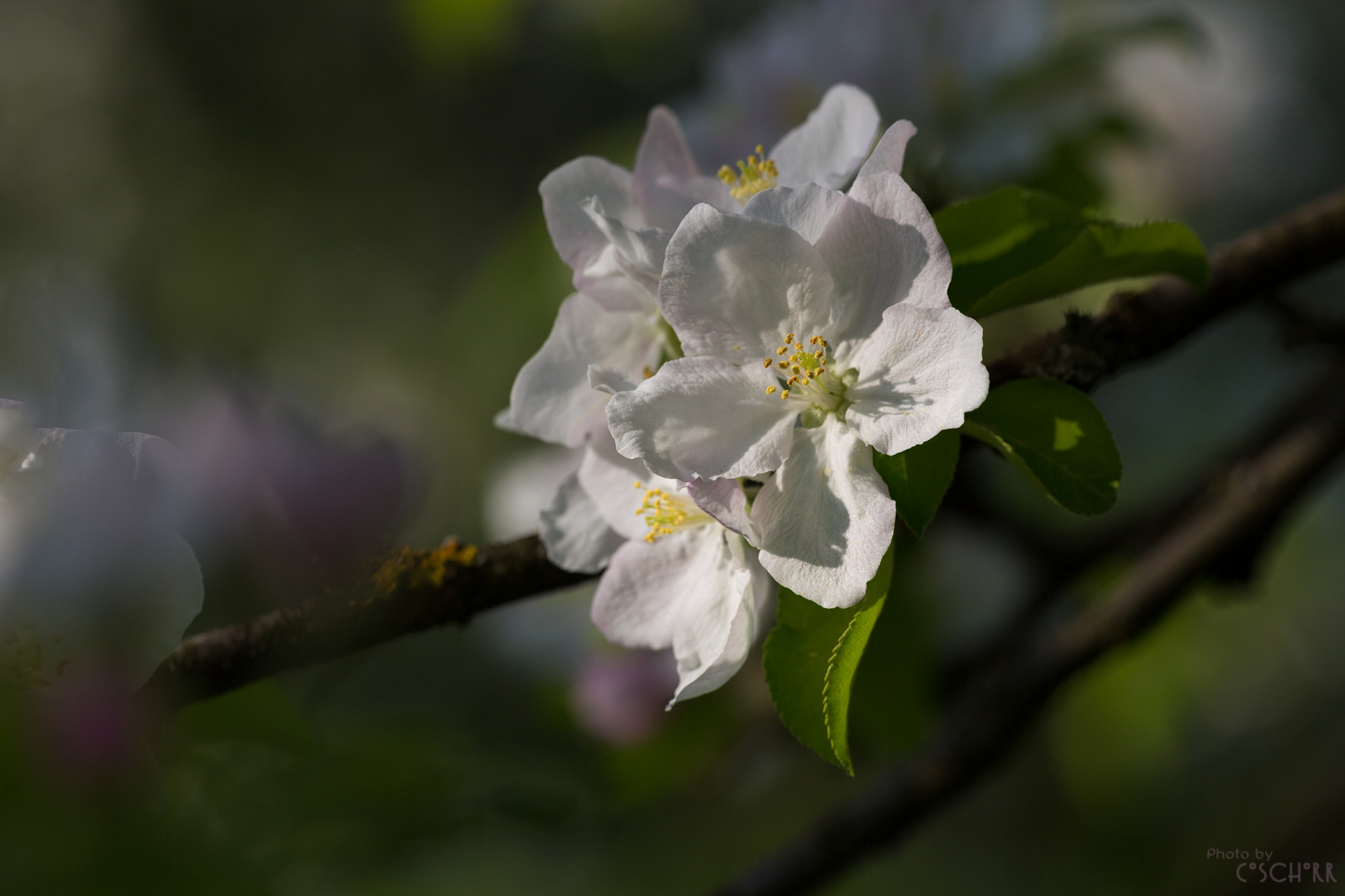 Apfelbaumblüte