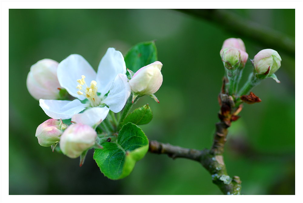 Apfelbaumblüte