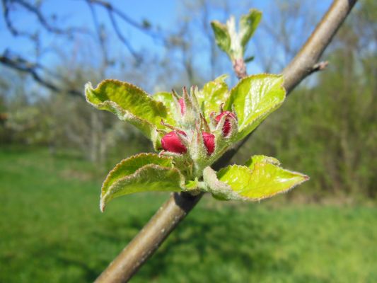 Apfelbaumblüte