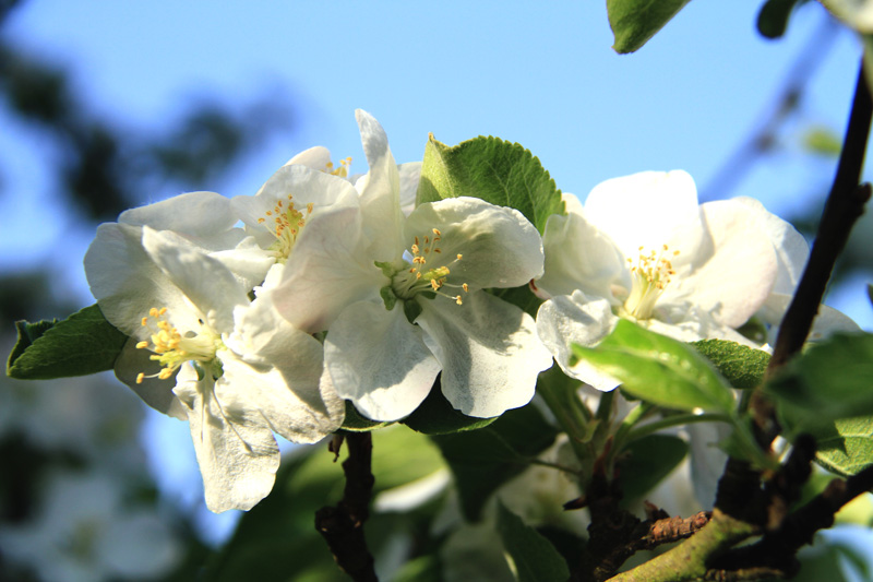 Apfelbaumblüte am Wennenhof