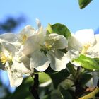 Apfelbaumblüte am Wennenhof