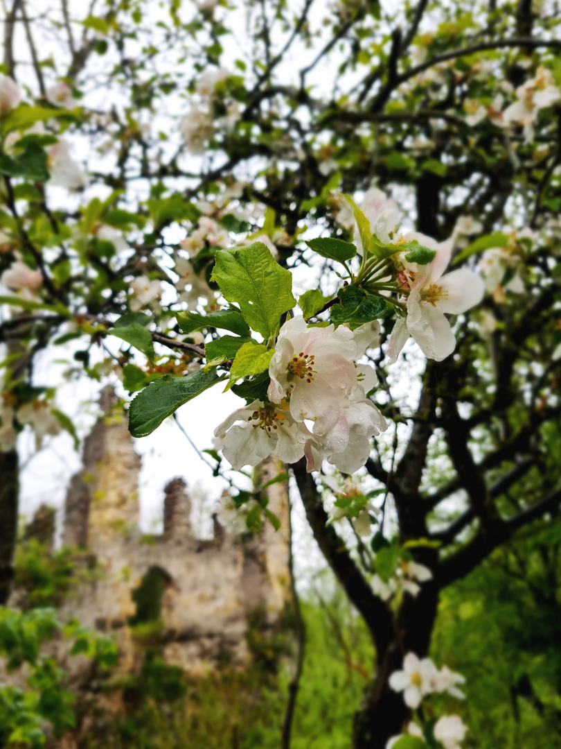 "Apfelbaumblüte an der Burgruine"