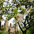 "Apfelbaumblüte an der Burgruine"