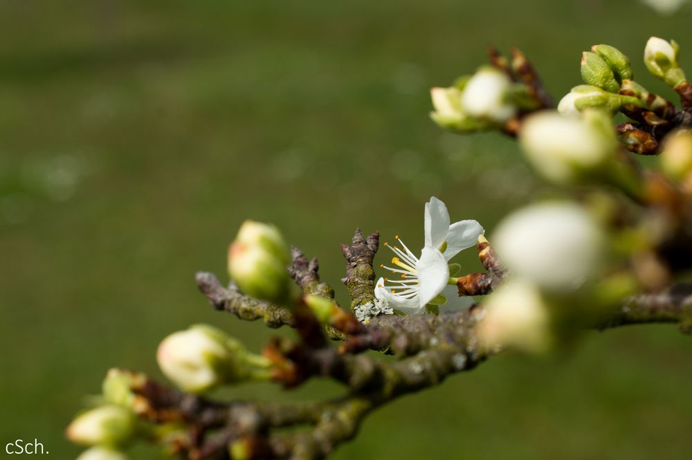 Apfelbaumblüte