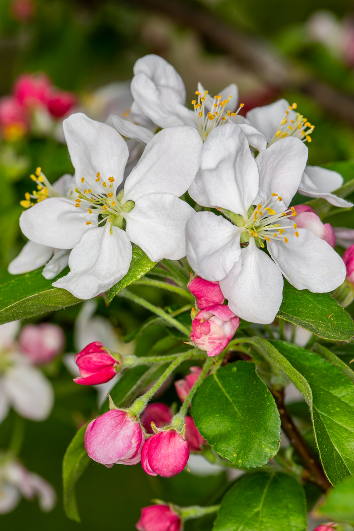 Apfelbaumblüte