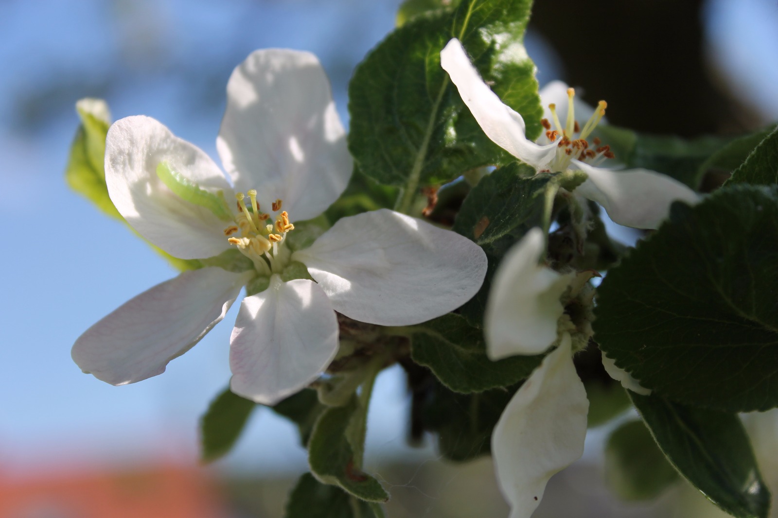 Apfelbaumblüte