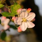 Apfelbaumblüte bei Bensheim 1 2020