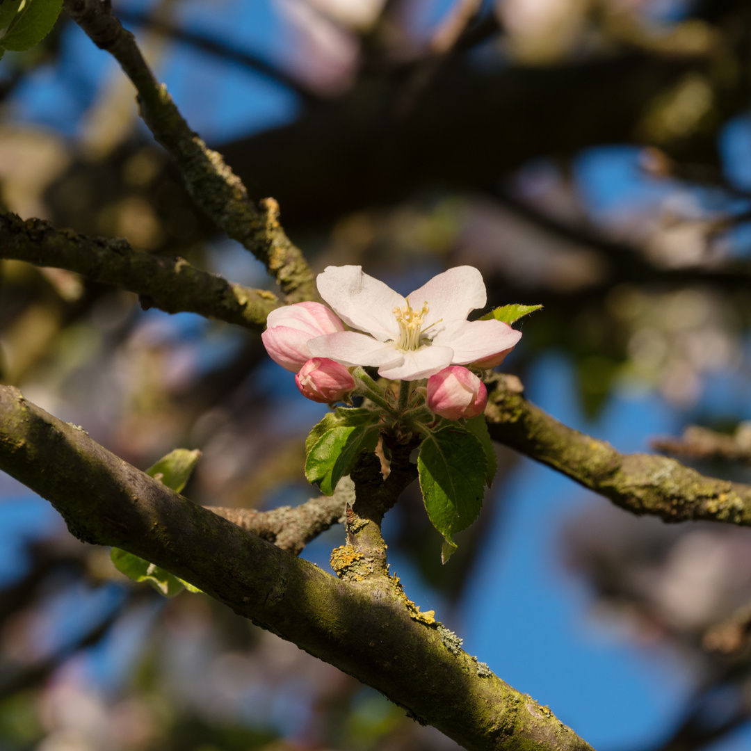 Apfelbaumblüte bei Bensheim 5 2020