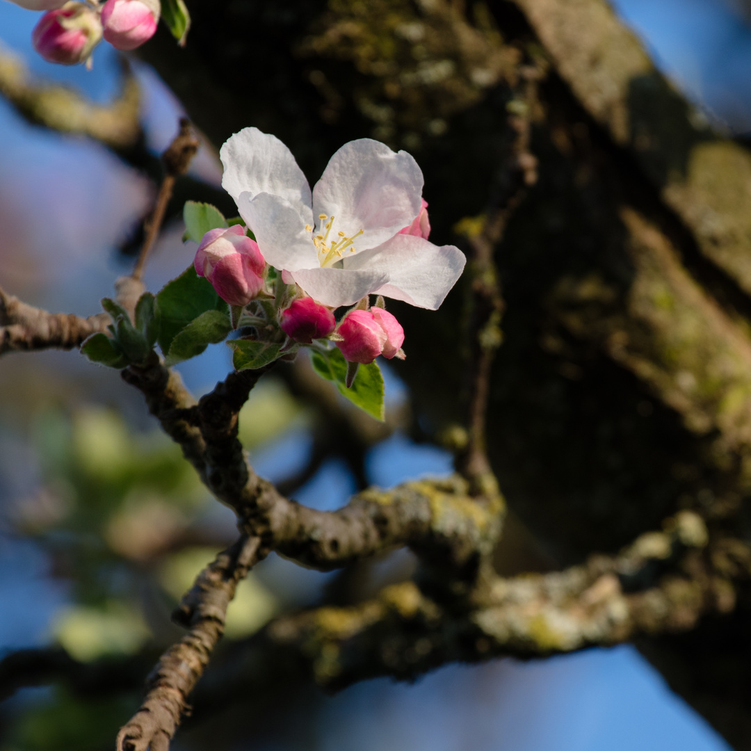 Apfelbaumblüte bei Bensheim 7 2020