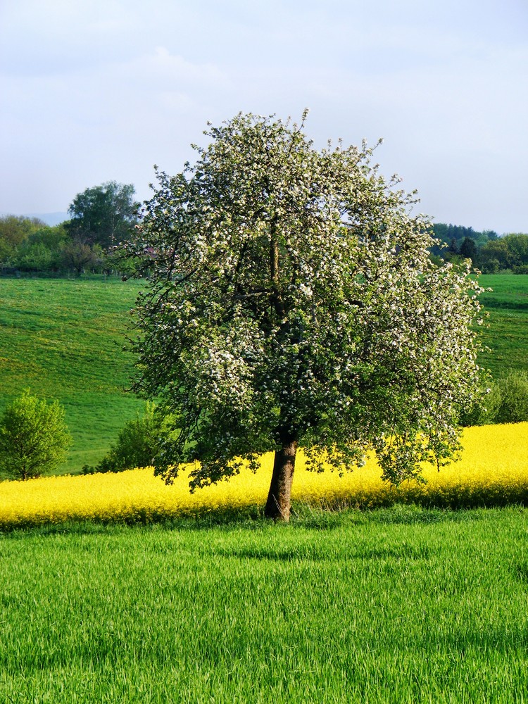 Apfelbaumblüte