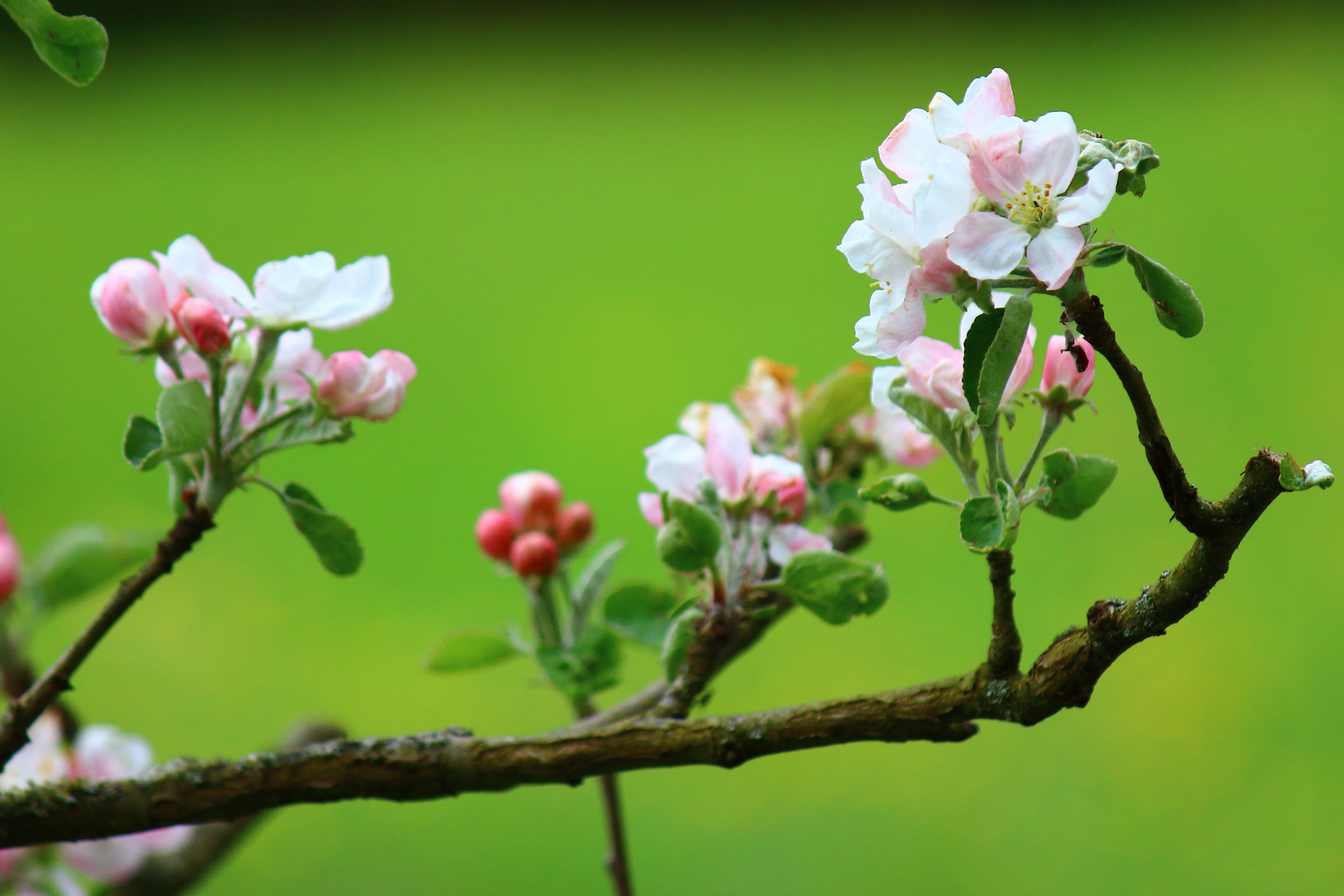 Apfelbaumblüte