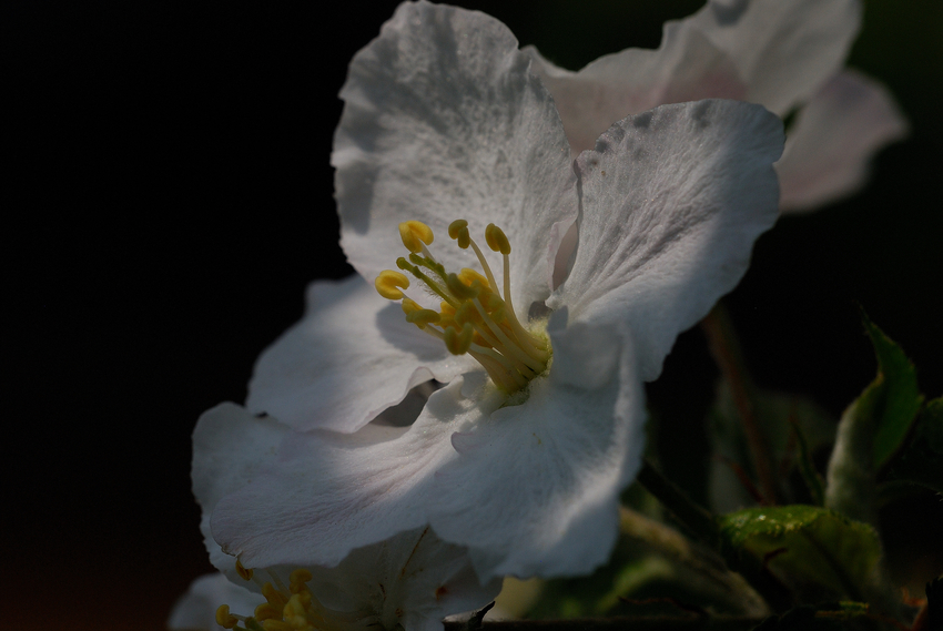 " Apfelbaumblüte "