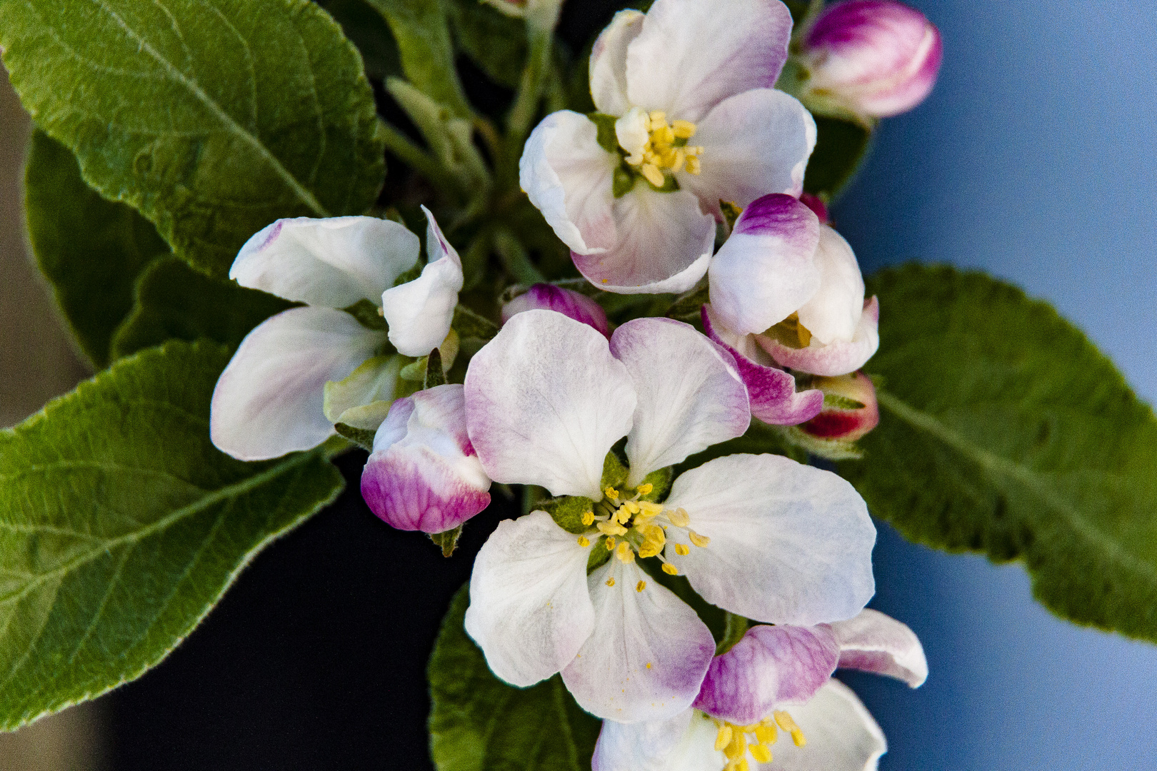 Apfelbaumblüte