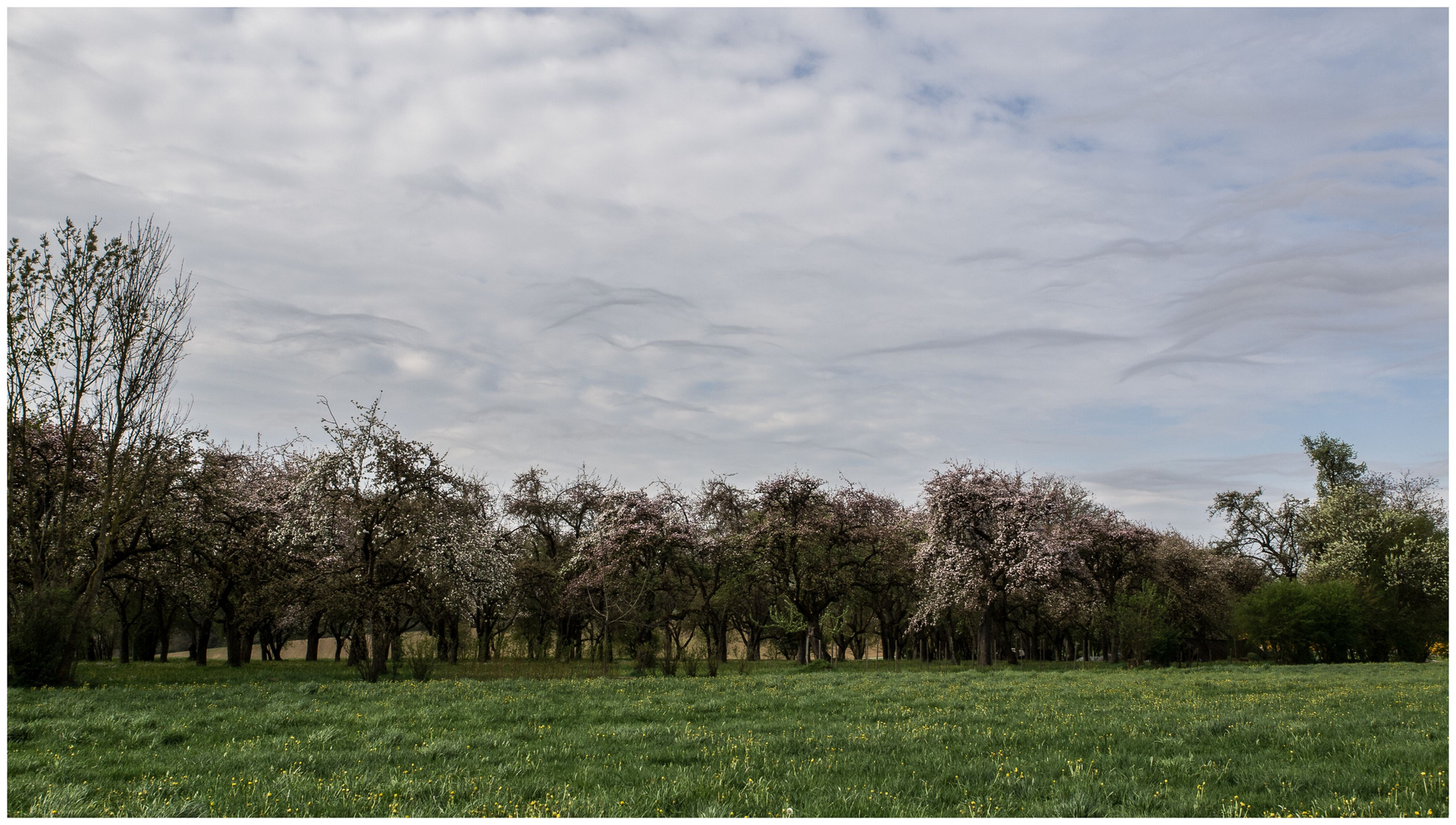 Apfelbaumblüte