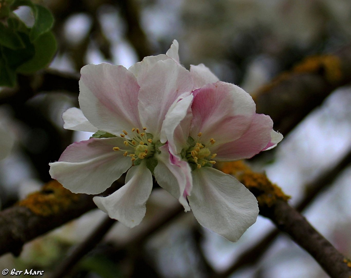 Apfelbaumblüte