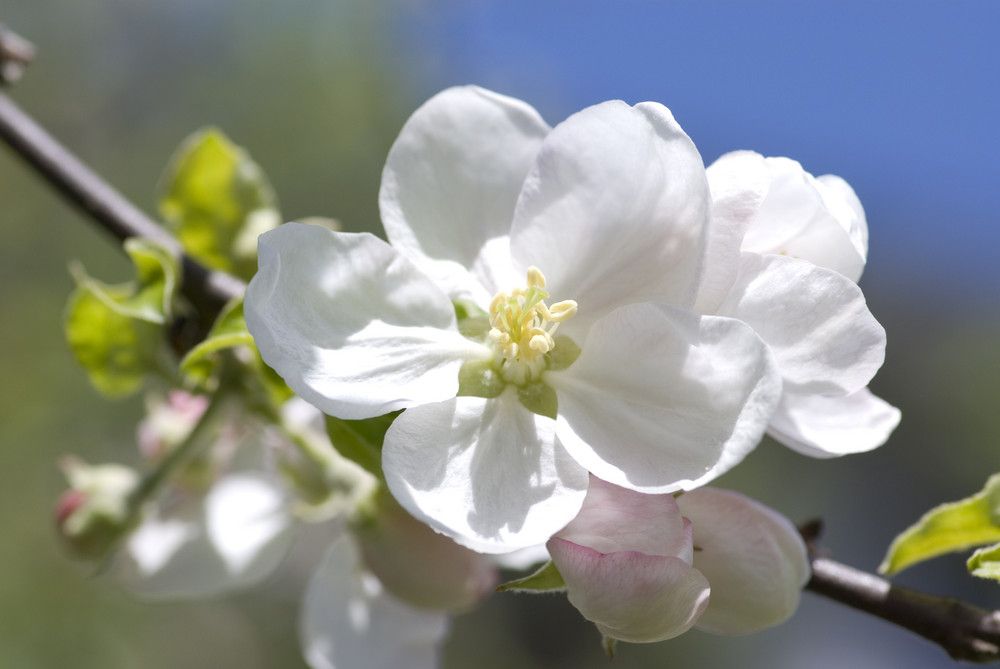 Apfelbaumblüte Frühling 08