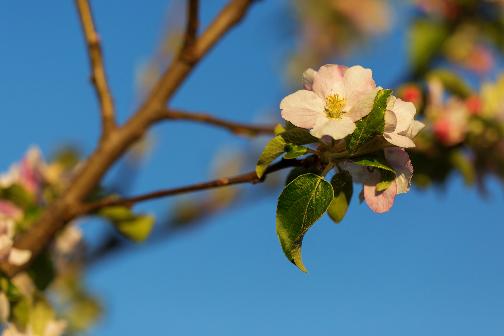 Apfelbaumblüte, Frühling 2020