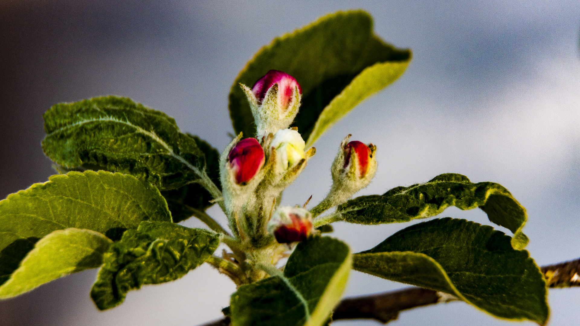 Apfelbaumblüte geschlossen