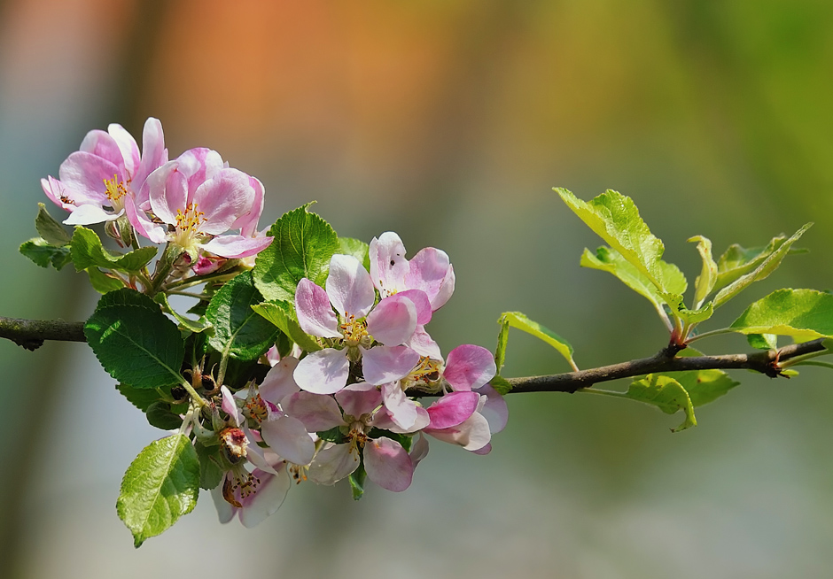 Apfelbaumblüte I