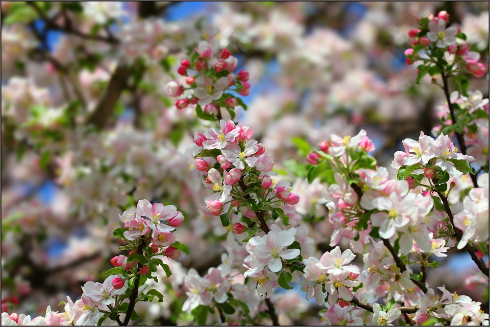 ~ Apfelbaumblüte I ~