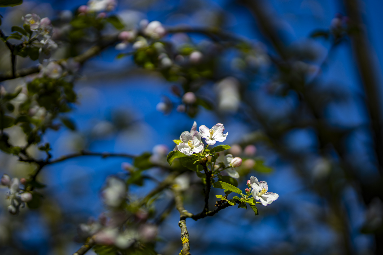 Apfelbaumblüte im eigenen Garten..