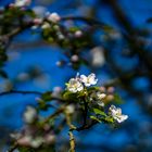 Apfelbaumblüte im eigenen Garten..