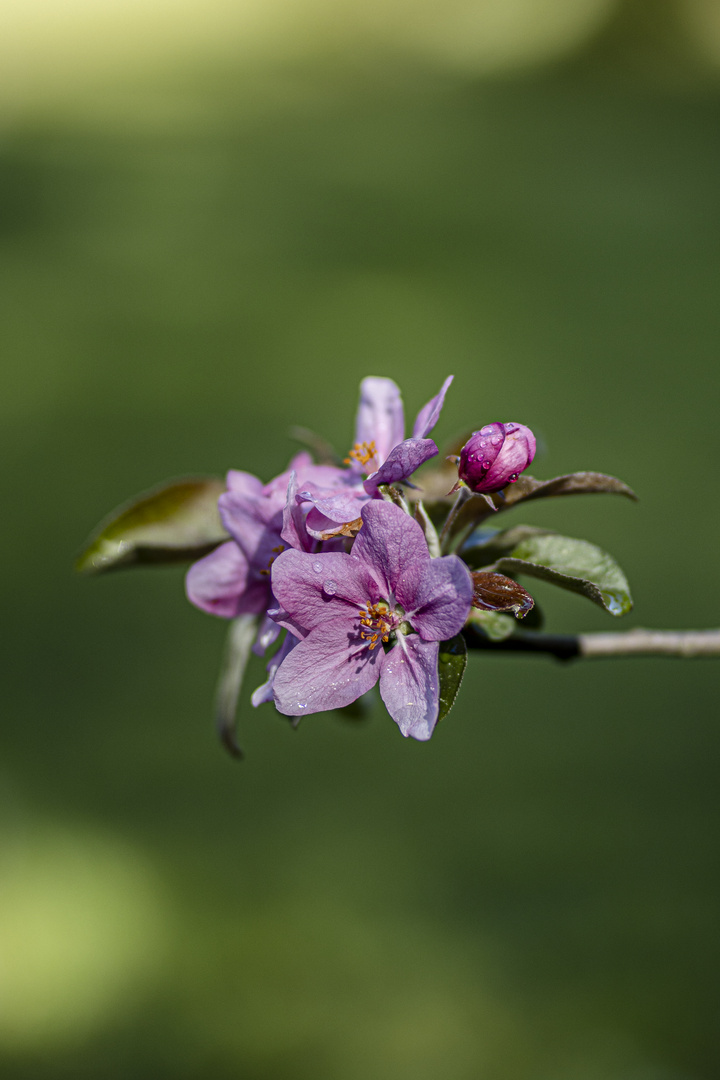 Apfelbaumblüte im eigenen Garten...