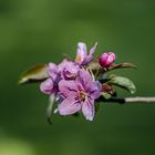 Apfelbaumblüte im eigenen Garten...