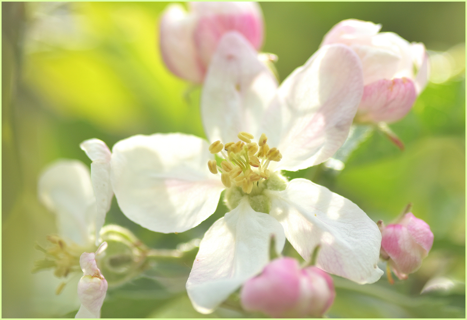 Apfelbaumblüte im letzten Jahr