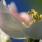 Apfelbaumblüte in der Rhön