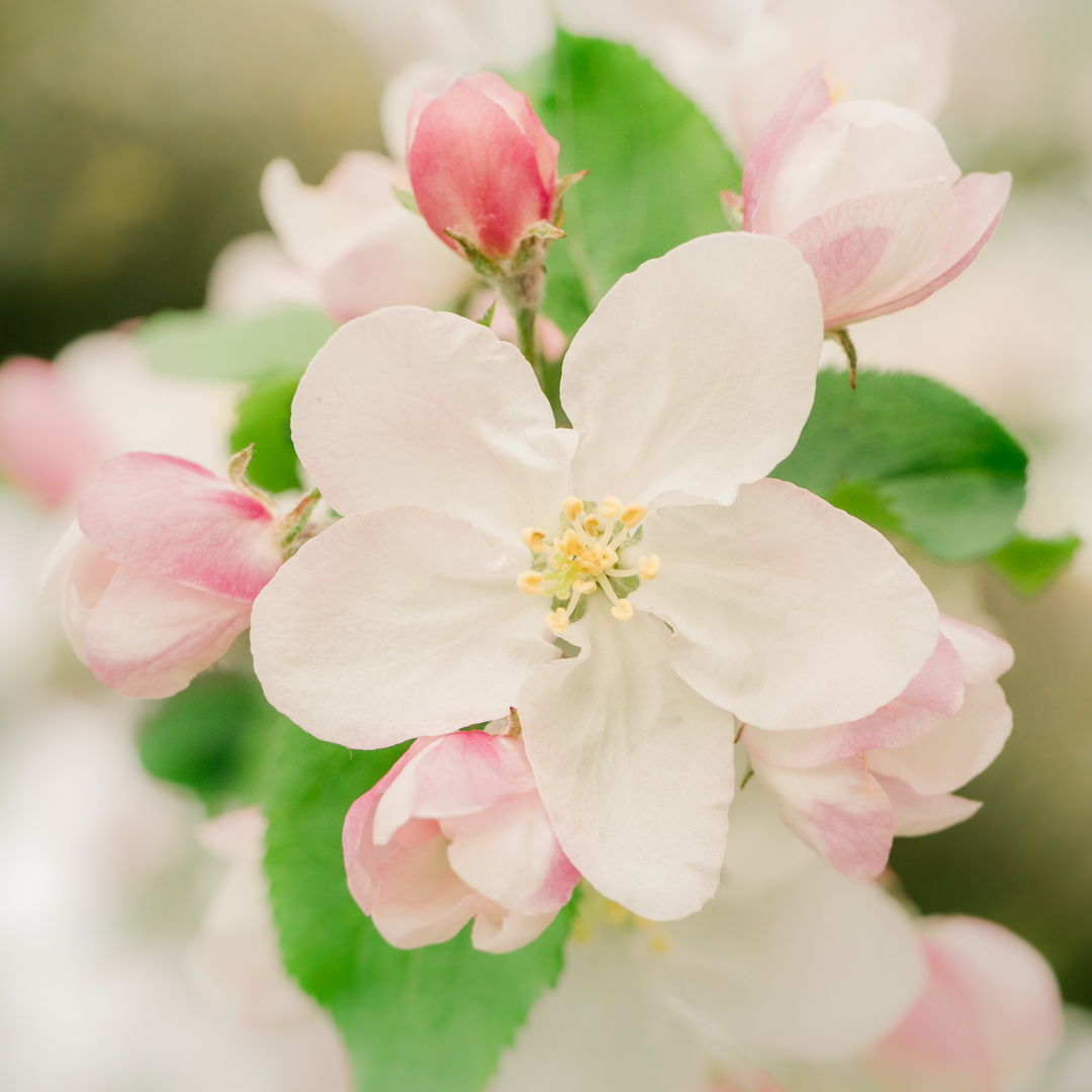 Apfelbaumblüte in Pastelltönen 2019