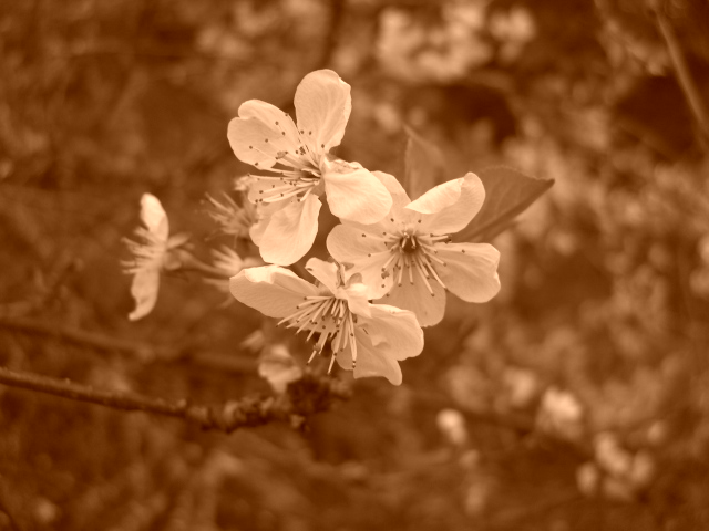 Apfelbaumblüte in Schweden.