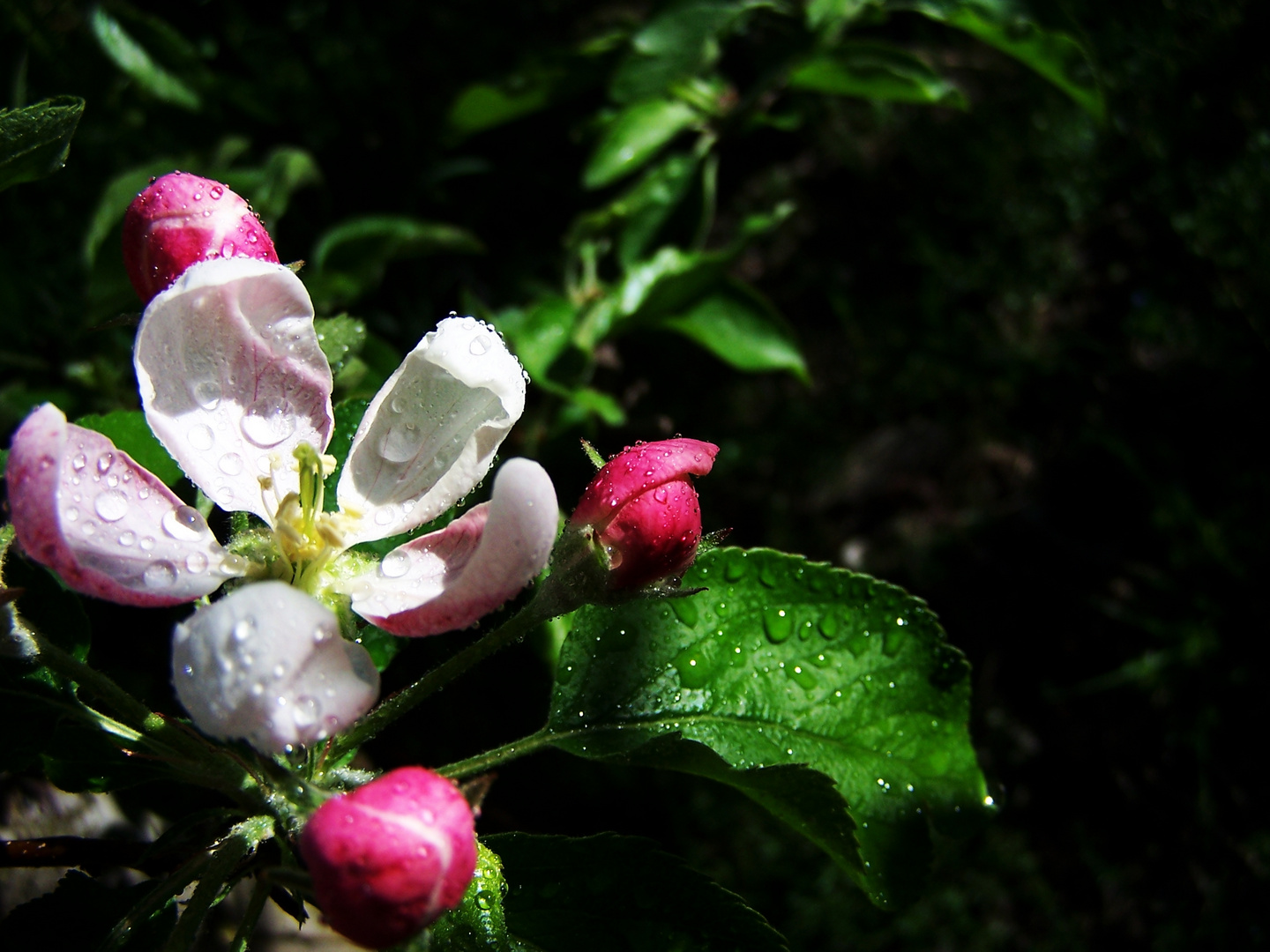 Apfelbaumblüte in Südtirol