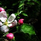 Apfelbaumblüte in Südtirol